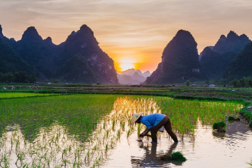 Китай установил новый мировой рекорд по урожайности риса